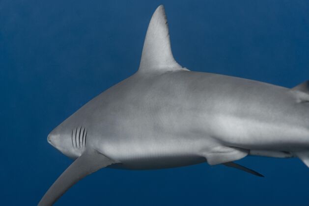 海洋鲨鱼在水下游泳的景象海洋捕食者游泳