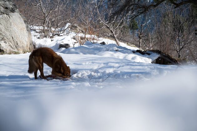 毛茸茸的冬天公园里的棕色狗寒冷毛皮雪