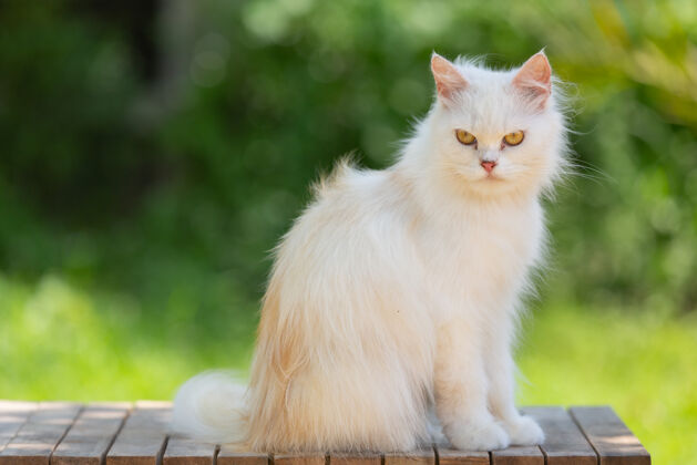 可爱花园里的白猫项圈英国血统