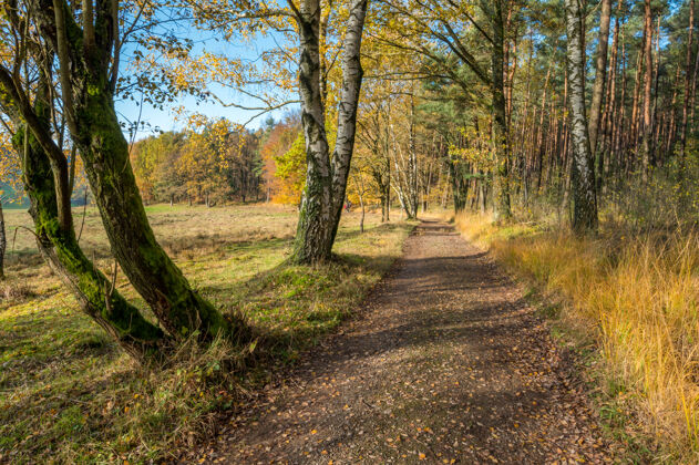 休闲欧登瓦尔德的秋色欧罗巴森林森林小径