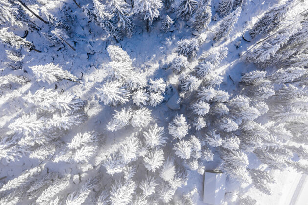 松美丽的白雪覆盖的树木迷人的景色冬天背景冷杉