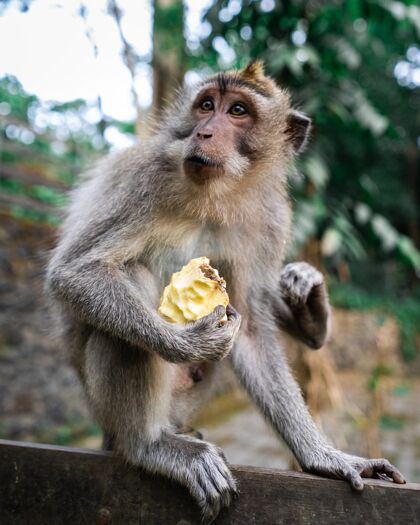 丛林垂直选择性聚焦拍摄一只猴子坐在地上 手里拿着一个水果婴儿动物绿色