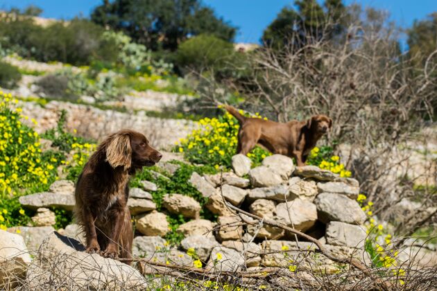 农业在一个阳光明媚的冬日里 棕色的斯普林格犬守护着马耳他乡村的田野配对马耳他朋友