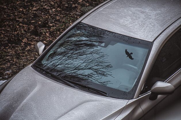 驾驶一棵枯树和一只飞鸟的高角度镜头反射在挡风玻璃上欧罗巴深树
