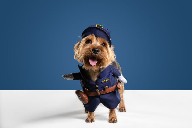 狗警察 督察约克郡猎犬摆姿势可爱好玩的棕黑色小狗或宠物在蓝色工作室背景上玩耍运动的概念 动作 运动 宠物的爱看起来很高兴 有趣毛发狗品种