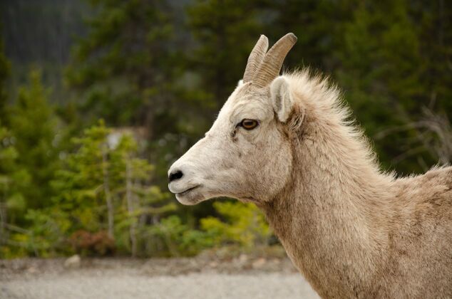 哺乳动物长着棕色眼睛和短角的白色毛茸茸的山羊草山羊自然