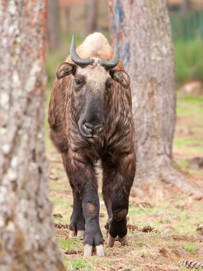 散步一只棕色羚牛在森林中行走的垂直镜头野生羚羊森林