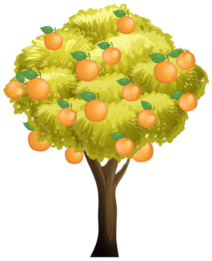 食物橘子树孤立在白色的树上有机暖水果