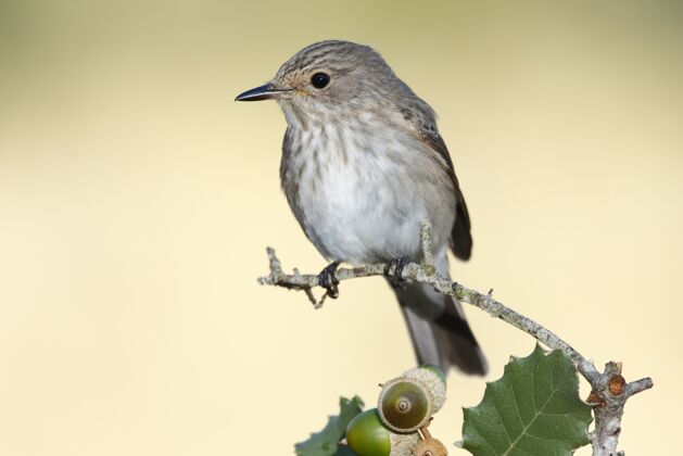 自然一只悠扬的莺鸟栖息在橡树枝上的选择性聚焦镜头麻雀枝橡树