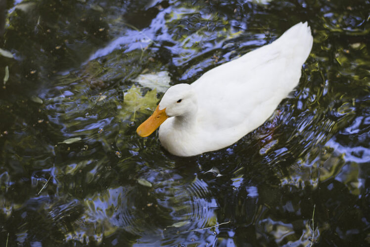 鸟类高角度拍摄了一只白色的美国北京鸭在池塘里游泳喙羽毛鸭子