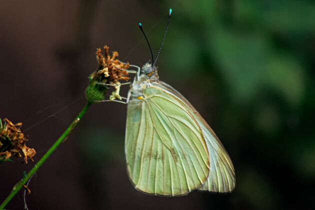 明亮一只卷心菜蝴蝶坐在枯萎的花朵上的特写镜头自然蝴蝶特写