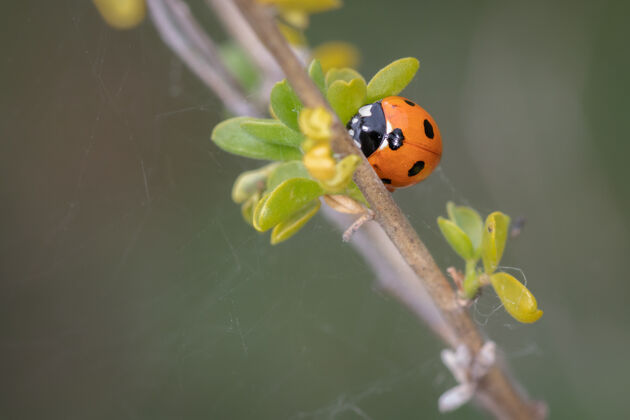 花植物上瓢虫的特写镜头动物野生动物昆虫