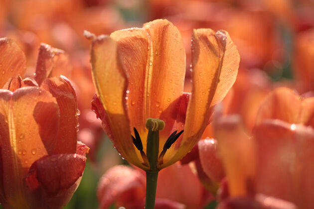 自然柔和的焦点橙色郁金香花与水滴在花园里新鲜花花瓣