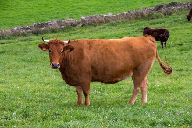 肉绿色草地上的棕色奶牛牛农场草