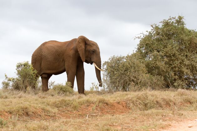 狩猎一头非洲大象在干燥的田野里行走的美丽照片森林大大