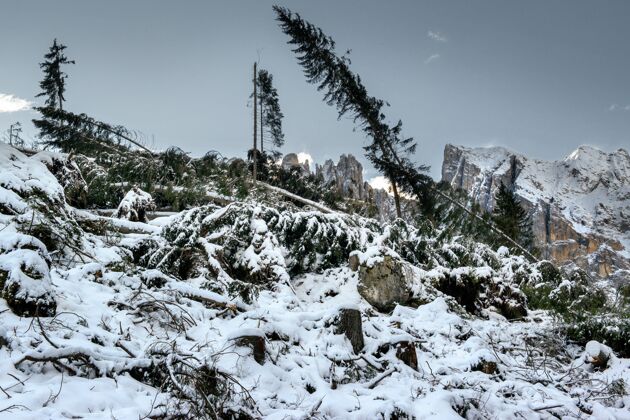 雾冷杉树倒在地上 覆盖着白云石中高高的岩石峭壁滑雪仙境冷杉