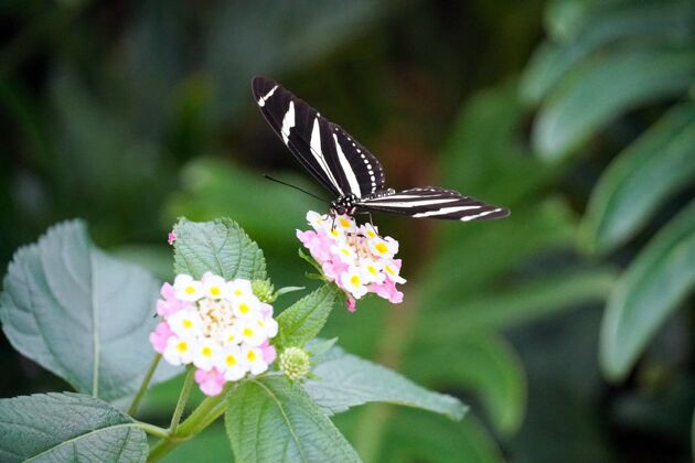 昆虫一只斑马长翅蝶栖息在淡粉色花朵上的选择性聚焦镜头蝴蝶叶细节