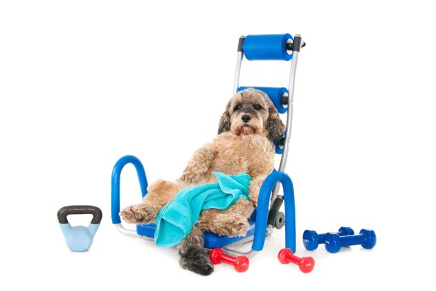 毛皮可爱的毛茸茸的狗仰面躺在一件蓝色的运动器材上 周围放着哑铃纯种健康自然