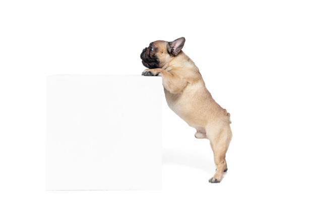 小注意年轻的法国斗牛犬正在摆姿势可爱的小狗或宠物正在玩耍 奔跑 看起来很快乐 在白色背景上孤立摄影棚照片运动的概念 运动 动作复制空间年轻品种食肉动物