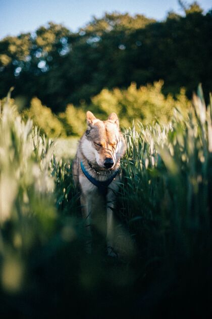 国家白天 一只捷克斯洛伐克狼狗在长着高草的田野里的垂直镜头友谊绿色血统
