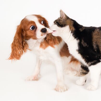 光一只可爱的狗和一只猫玩耍的特写镜头 被隔离在白色背景上动物背景耳朵