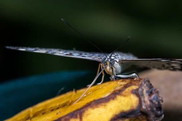 细节一只蝴蝶吃香蕉的特写镜头生命苍蝇昆虫