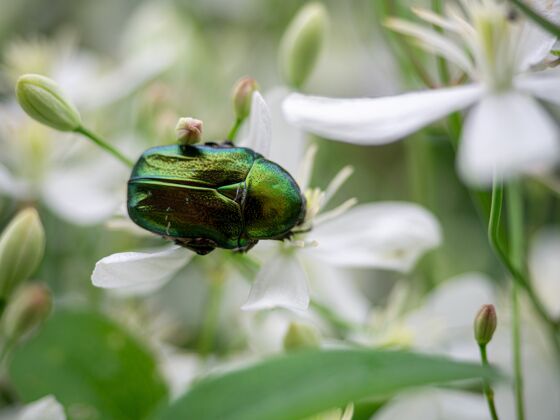 生命叶甲虫特写镜头森林环境绿色