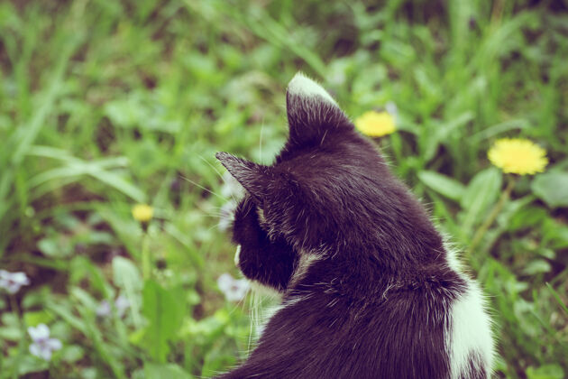 草地一只可爱的黑白相间的猫的背部特写镜头毛茸茸的头玩耍