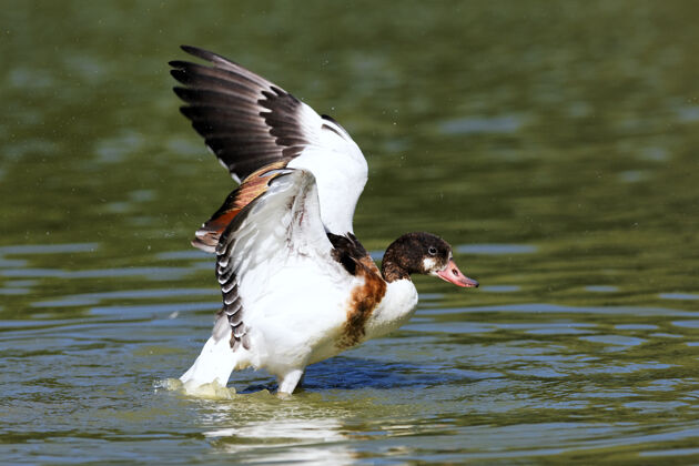 水湖上的鸭子池塘鸟喙