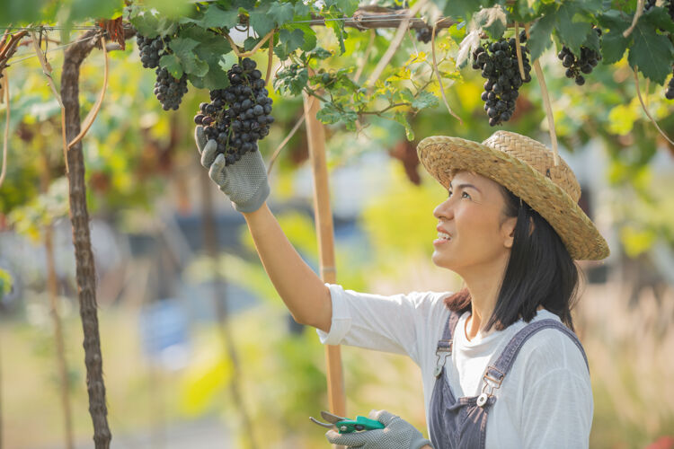 作物快乐的微笑欢快的葡萄园女穿着工作服和农家礼服草帽串紫色藤蔓