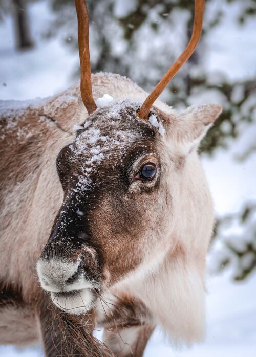 动物冬季雪林中鹿的垂直特写镜头雪树季节