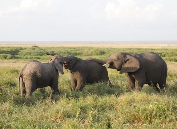 肯尼亚一群大象在安博塞利国家公园 肯尼亚 非洲野生大树干