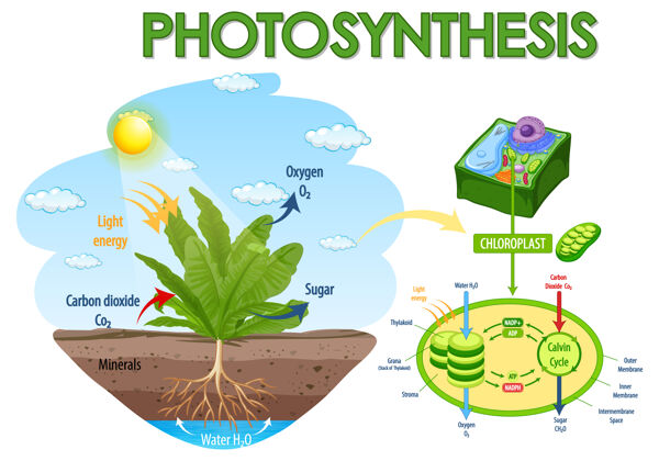 能源植物光合作用过程示意图卡通植物学层