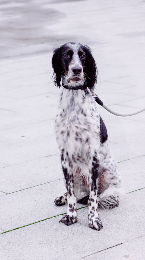 动物带着马具的俄国猎犬在街上的垂直镜头狗国内小狗