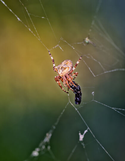 昆虫蜘蛛网上的垂直镜头危险野生动物蜘蛛