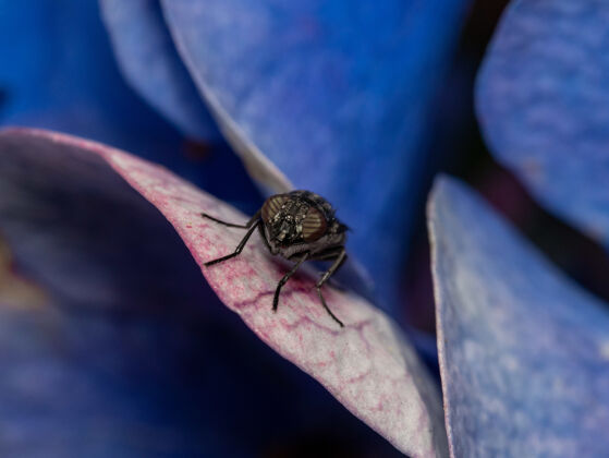 花瓣紫色花瓣上的苍蝇微距镜头生物动物动物
