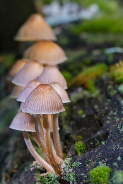 季节森林里蘑菇的垂直特写镜头垂直草新鲜
