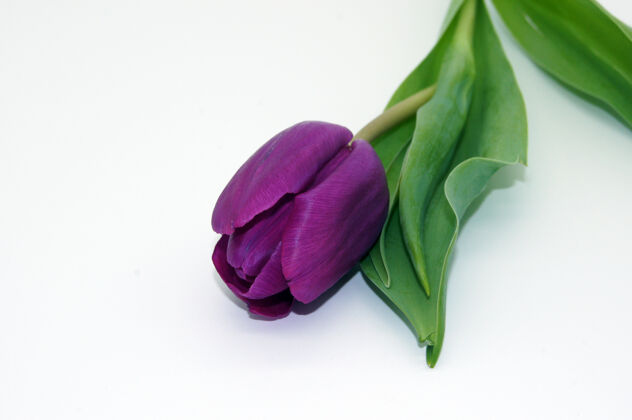 郁金香特写镜头美丽的紫罗兰郁金香花与复制空间单身花自然