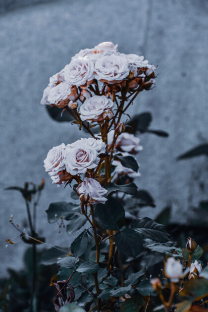 玫瑰背景模糊的白玫瑰垂直拍摄颜色花瓣新鲜