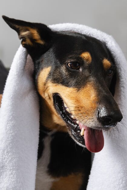同伴可爱的笑脸狗裹着毛巾小狗室内可爱