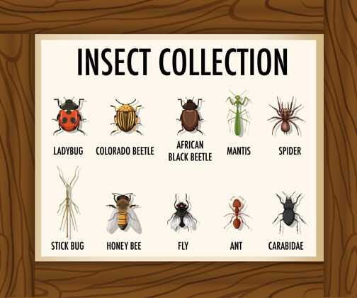 生物木桌上的一套昆虫收藏小动物食物