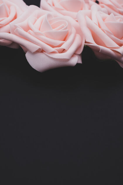 绽放垂直特写镜头粉红色玫瑰孤立的黑色背景与复制空间垂直玫瑰粉色
