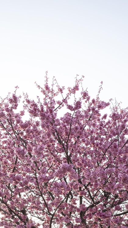 春天美丽的粉红色桃花树嫩枝开花
