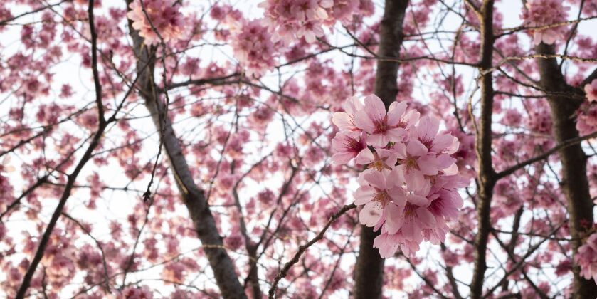 植物学美丽的粉红色桃花桃花树花瓣
