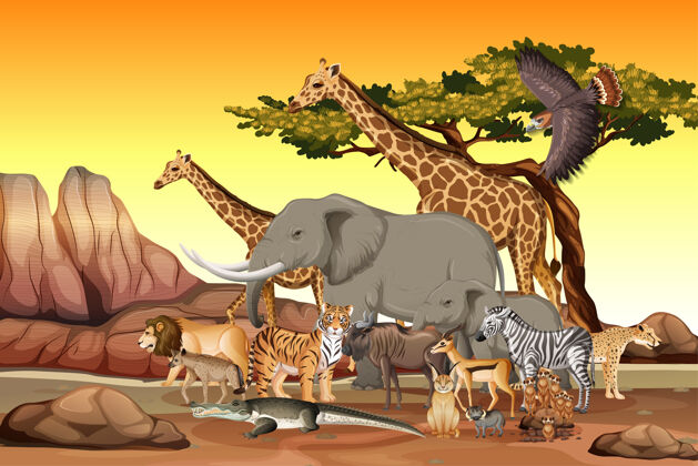 猫森林里的一群非洲野生动物非洲凶猛野生