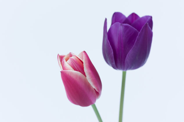 花两个彩色郁金香花的特写隔离在白色背景与空间为您的文字自然开花郁金香