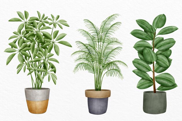 室内植物手绘水彩室内植物收藏包装绿化分类