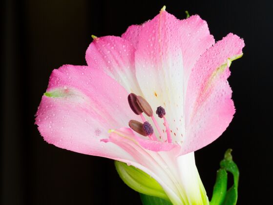 水特写镜头一朵盛开的秘鲁百合花 上面有露珠 黑色的开花自然滴