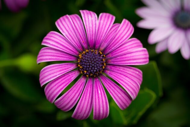 花园美丽的宏观图片紫色斗篷雏菊在花园里花新鲜花束