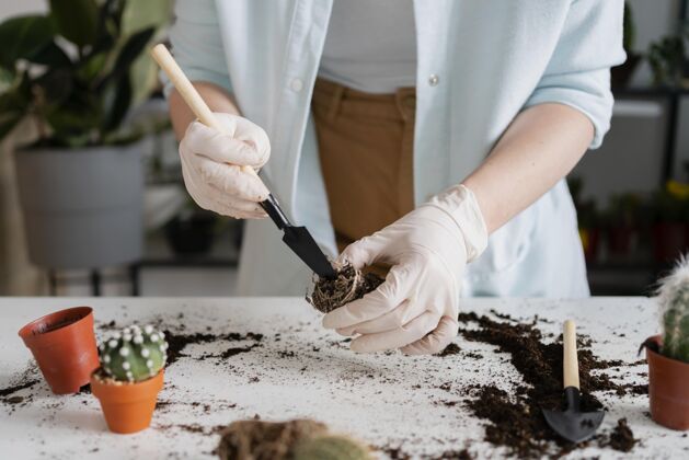 园艺工具近距离观察种植植物的女人特写植物学生长